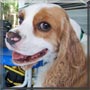 Finnegan