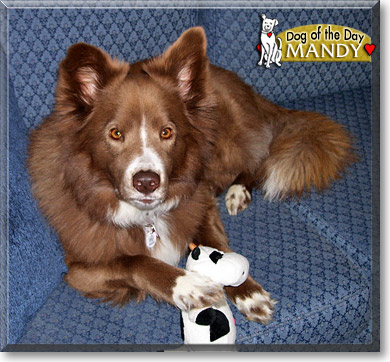 Mandy, the Dog of the Day Mandy, the Dog of the Day