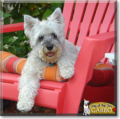Garbo, the Dog of the Day