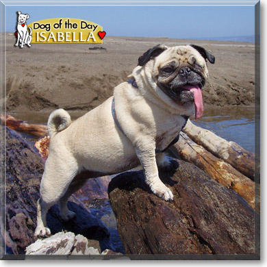 Isabella, the Dog of the Day Isabella, the Dog of the Day