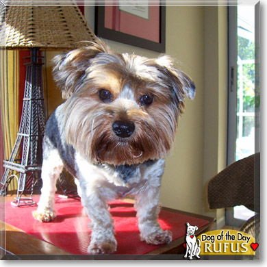 Rufus, the Dog of the Day