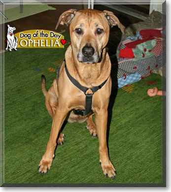 Ophelia, the Dog of the Day