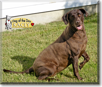 Kacey, the Dog of the Day