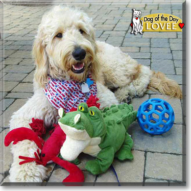 Lovee, the Dog of the Day