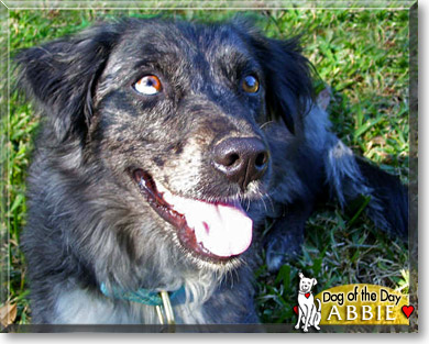 Abbie, the Dog of the Day