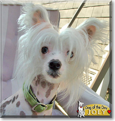 Joey, the Dog of the Day