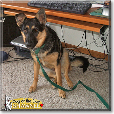 Shawnee, the Dog of the Day