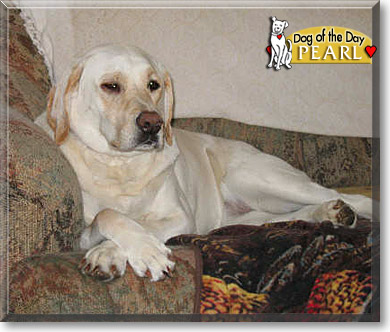 Pearl, the Dog of the Day