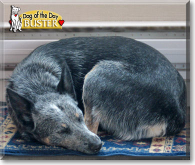 Buster, the Dog of the Day