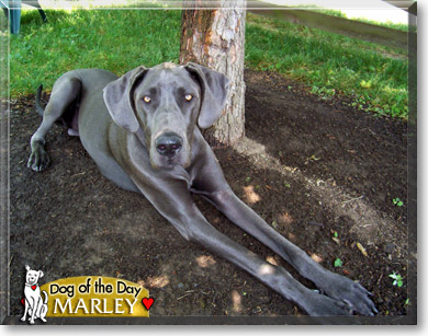 Marley, the Dog of the Day