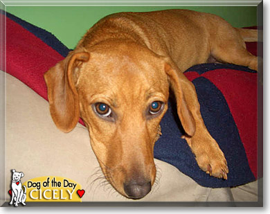 Cicely, the Dog of the Day Cicely, the Dog of the Day