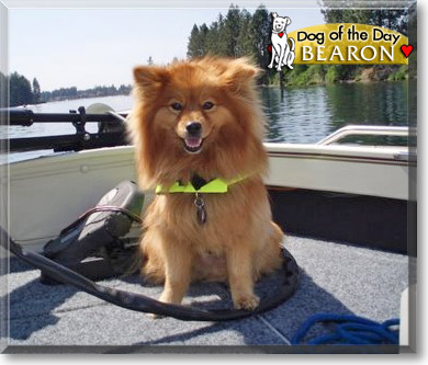 Bearon, the Dog of the Day