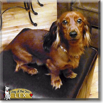 Lex, the Dog of the Day