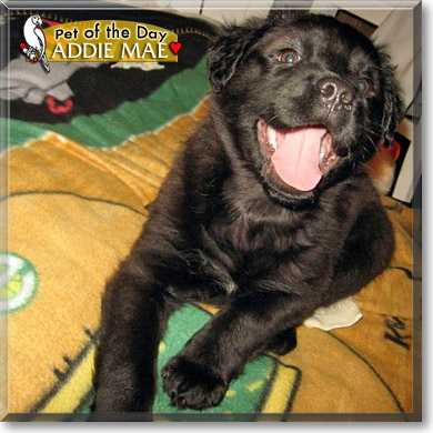 Addie Mae, the Dog of the Day
