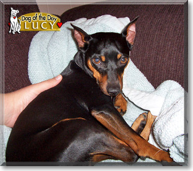 Lucy, the Dog of the Day
