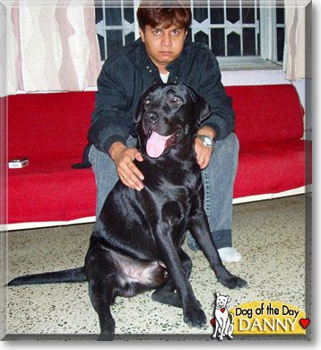 Danny, the Dog of the Day Danny, the Dog of the Day