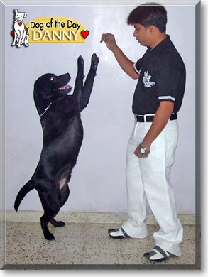 Danny, the Dog of the Day Danny, the Dog of the Day