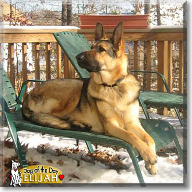 Elijah, the Dog of the Day