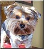 Rufus