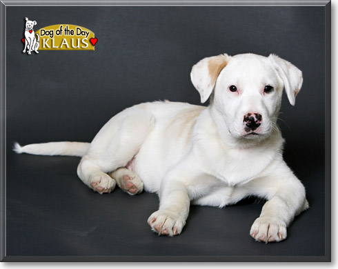 Klaus, the Dog of the Day