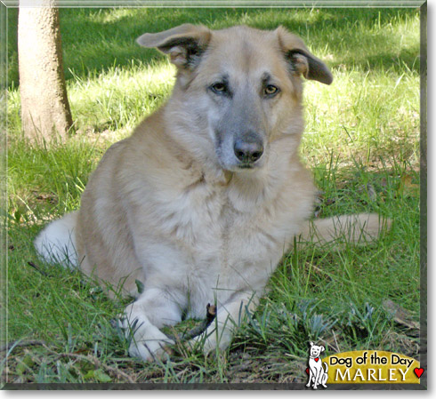 Marley, the Dog of the Day