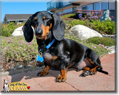 Clams, the Dog of the Day