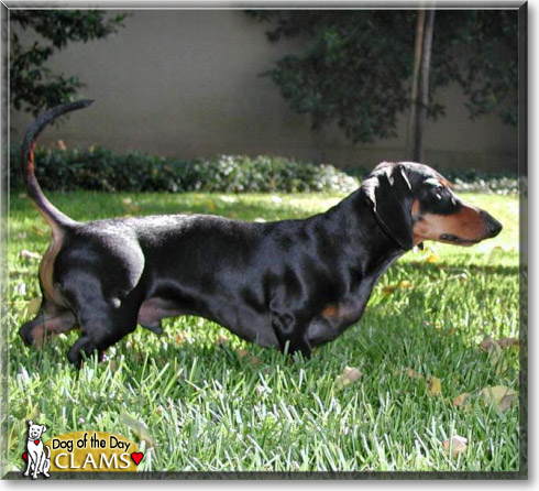 Clams, the Dog of the Day