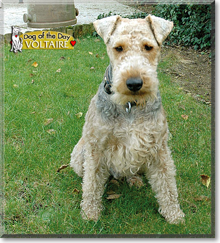 Voltaire, the Dog of the Day