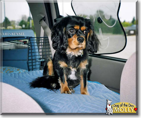 Molly, the Dog of the Day Molly, the Dog of the Day