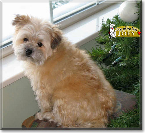 Joey, the Dog of the Day