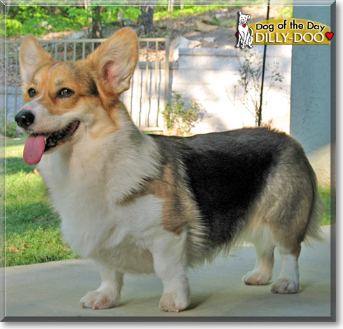 Dilly-Doo, the Dog of the Day