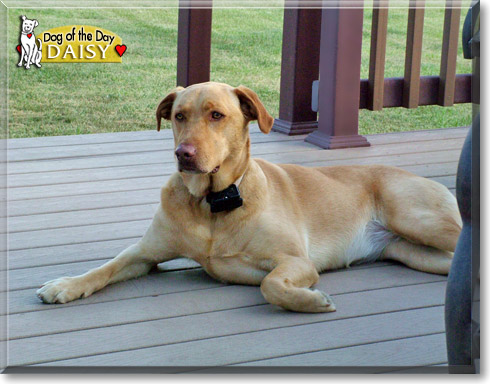 Daisy, the Dog of the Day