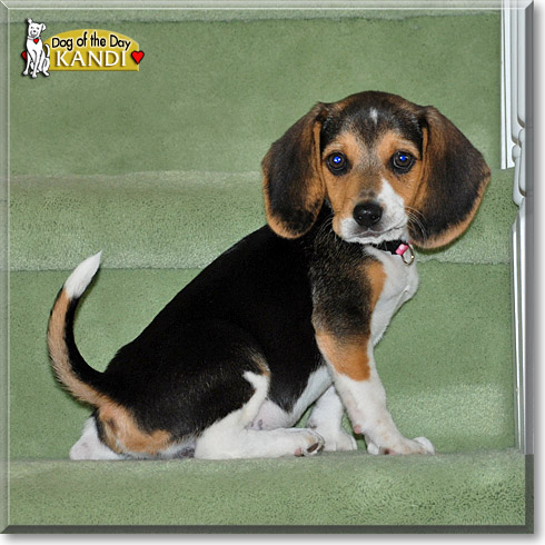 Kandi, the Dog of the Day