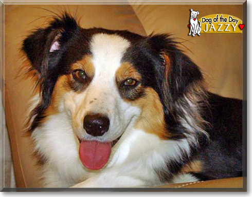 Jazzy, the Dog of the Day Jazzy, the Dog of the Day