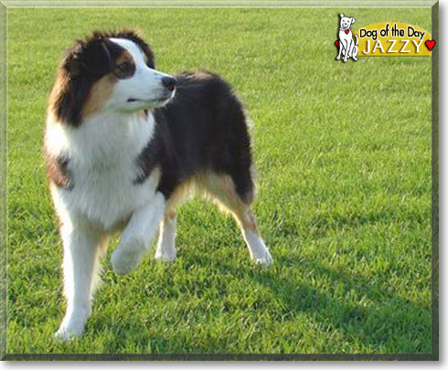 Jazzy, the Dog of the Day Jazzy, the Dog of the Day