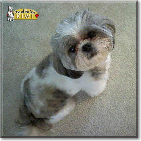 Kiwi, the Dog of the Day