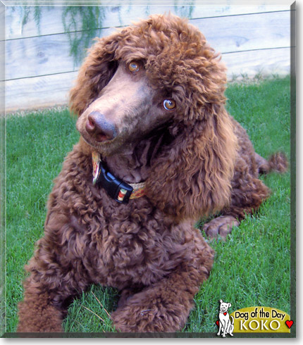 KoKo, the Dog of the Day