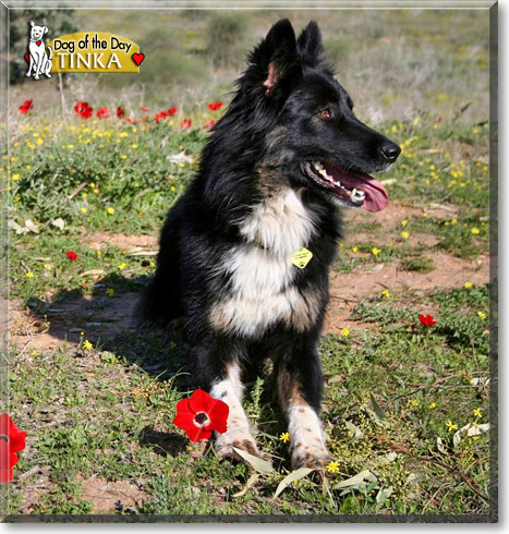 Tinka, the Dog of the Day Tinka, the Dog of the Day