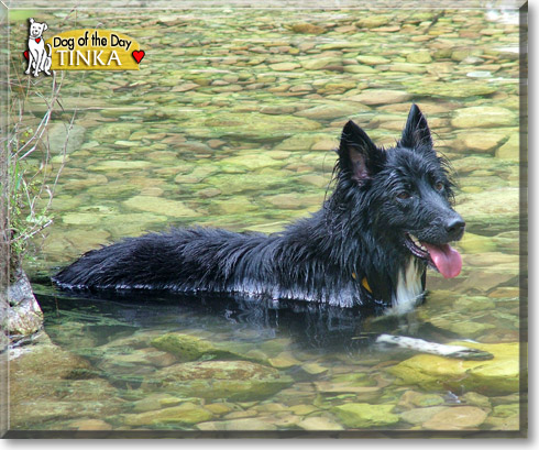 Tinka, the Dog of the Day Tinka, the Dog of the Day