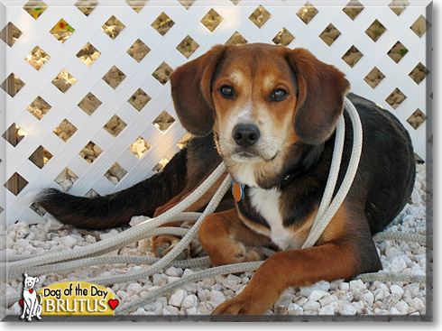 Brutus, the Dog of the Day