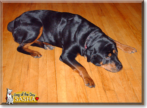 Sasha, the Dog of the Day