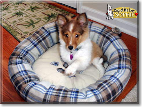 Sophie, the Dog of the Day