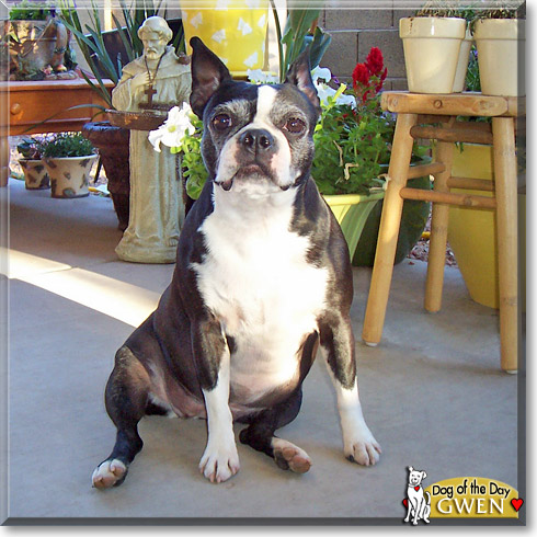 Gwen, the Dog of the Day