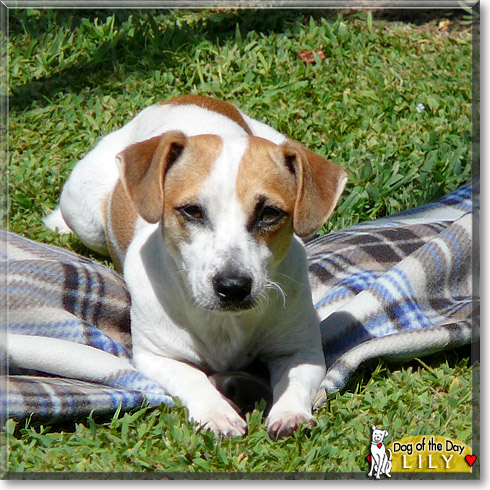 Lily, the Dog of the Day