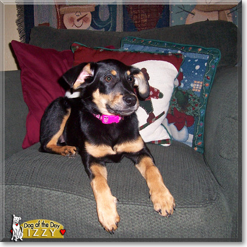 Izzy, the Dog of the Day