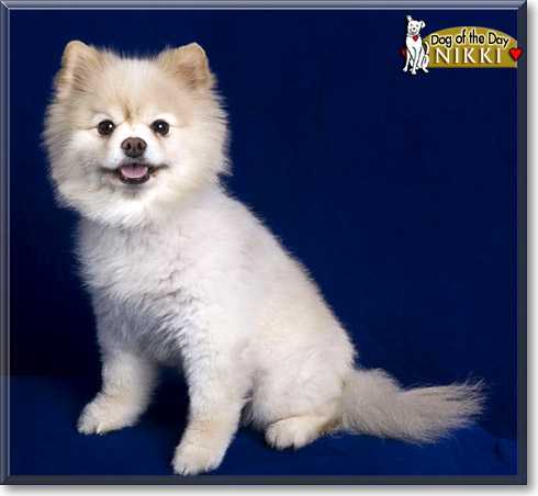 Nikki, the Dog of the Day