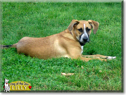 Lucy, the Dog of the Day