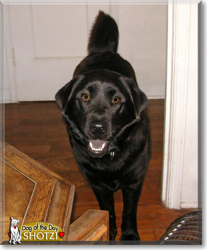 Shotzi, the Dog of the Day