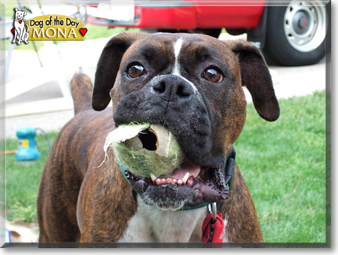 Mona, the Dog of the Day