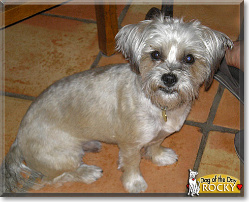 Rocky, the Dog of the Day